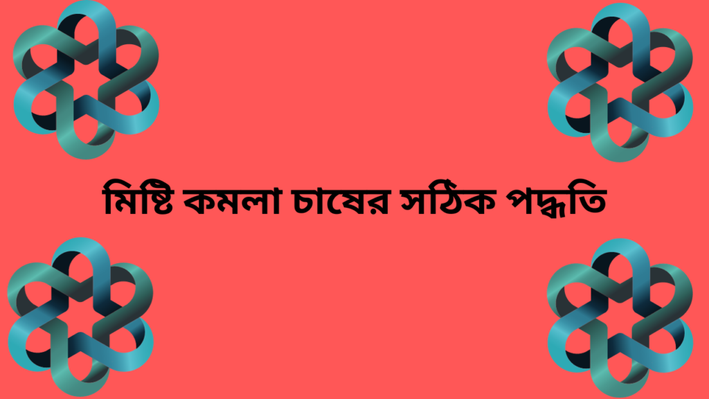 মিষ্টি কমলা চাষের সঠিক পদ্ধতি